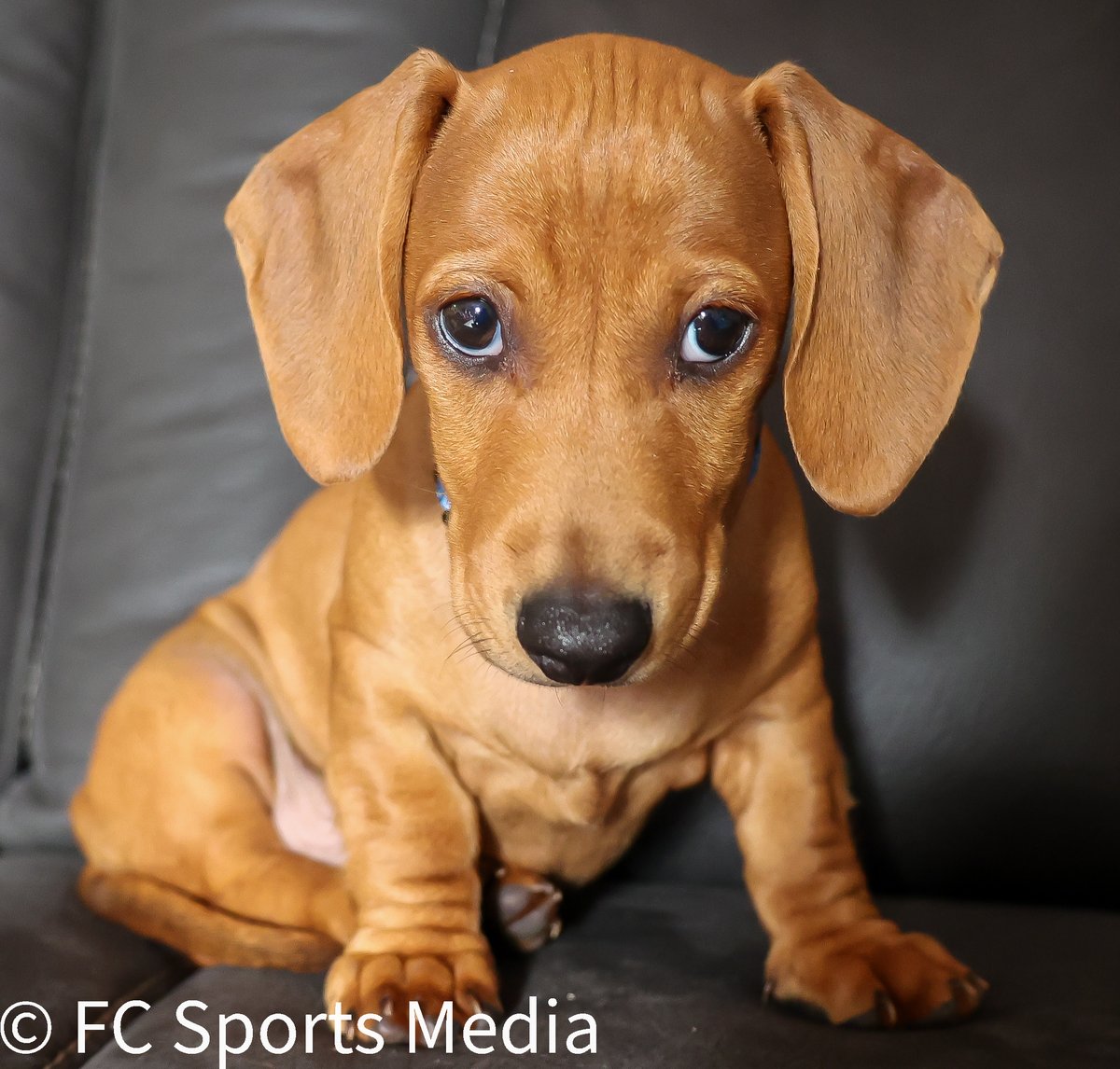 DASH'S WEEKEND SPORTS DIARY

It is an exciting time of the year when winter season sports are drawing to a close, but there is still plenty to check out over the weekend.
fcsportsmedia.com.au/uncategorized/…