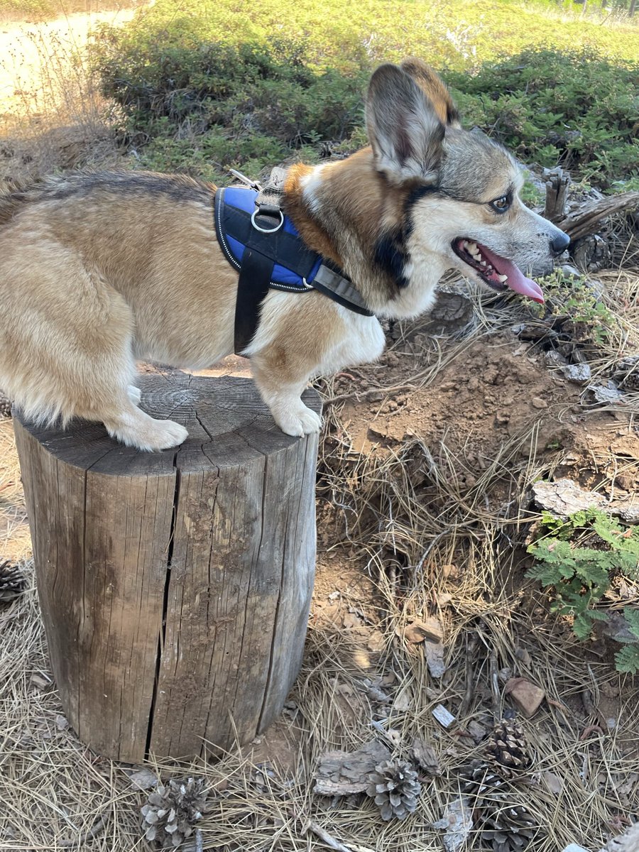 Balance and poise

#CorgiCrew