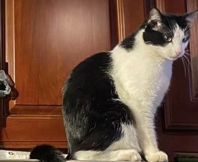 HELP FIND KITA! A neighbor says her cat has not been found since the explosion at a fourplex in Denver's Washington Park West neighborhood Thursday evening.

Kita is 4 years old and pretty friendly/ not skittish, though he may be after today, his mom said. He has a gray bowtie