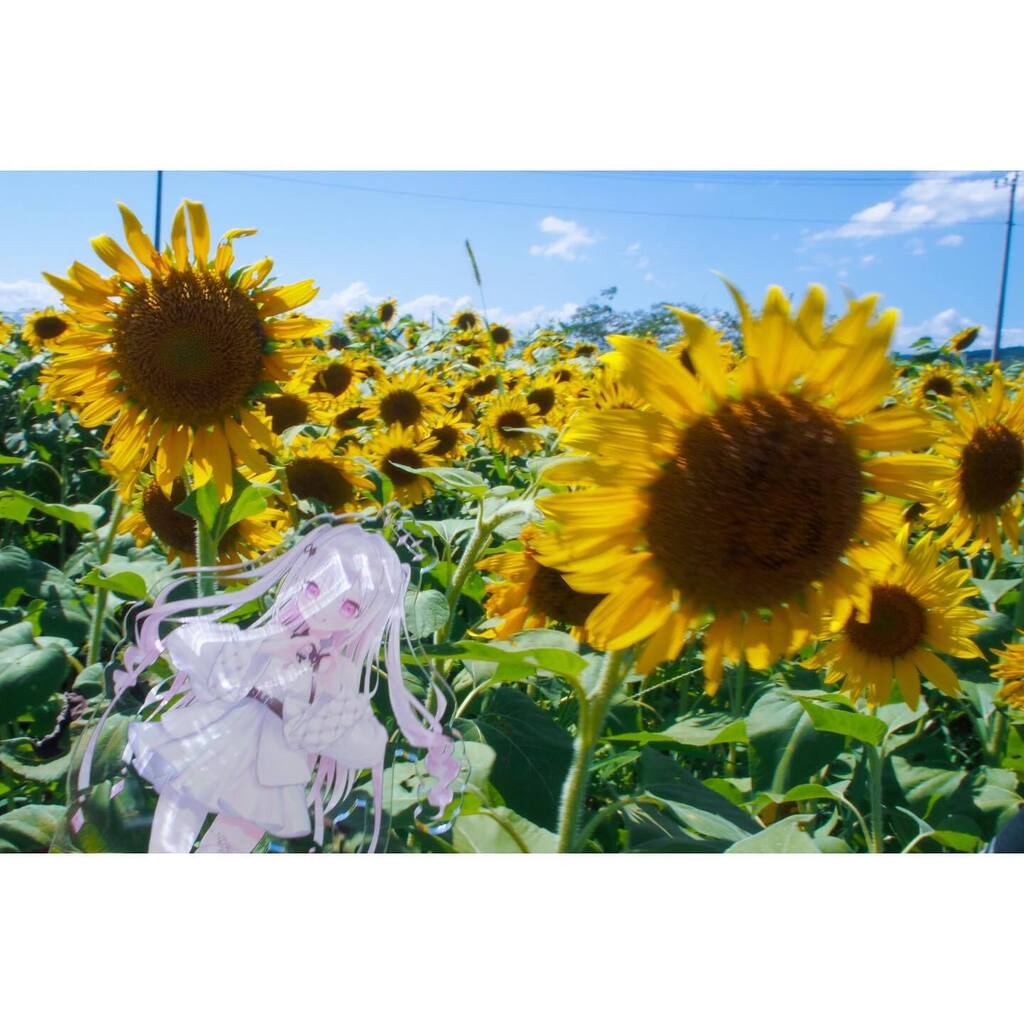 akiaki_twi's tweet photo. 2023.08.10
沼津市・浮島ひまわりらんど
OLYMPUS PEN mini E-PM2
OLYMPUS M.ZUIKO DIGITAL 14-42mm F3.5-5.6
#沼津市 #浮島 #浮島ひまわりらんど #ひまわり #向日葵 #宝珠るら #vtuber #推し活 #orympus #ファインダー越しの私の世界 #photo #instagram https://t.co/XjNUz6xzo1