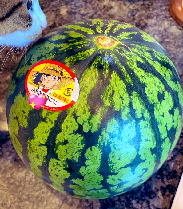 なつやすみ概念が家に来た