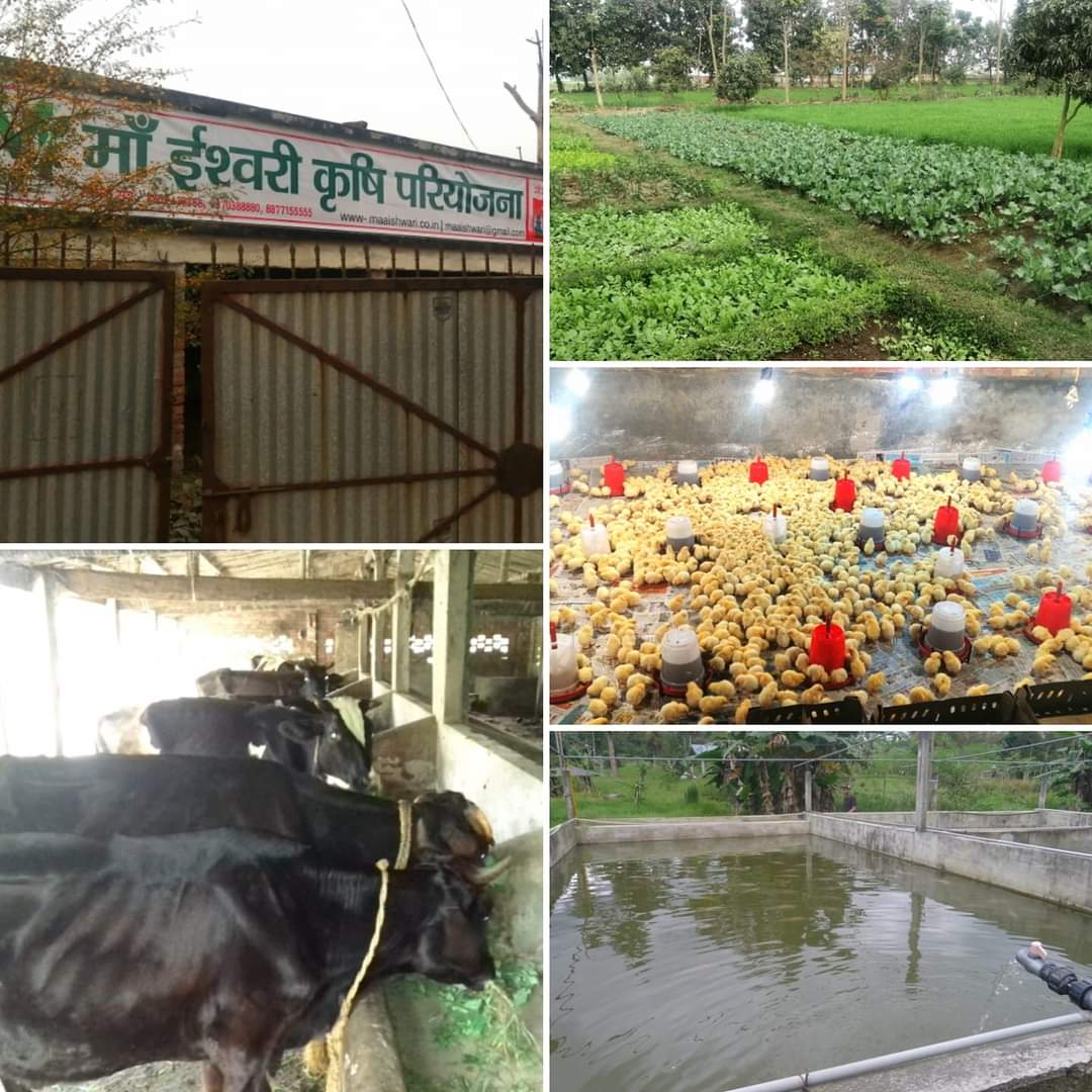 MaaIshwariGroup's tweet image. Bihar&apos;s 1st #Intrigrated Farm &amp;amp; #organic Fertilizer. Since 2005
Dairy, Fishery, Poultry &amp;amp; Organic Farming.
Maa Ishwari Krishi Pariyojana , Patuaha Saharsa BIHAR .
@BiharAgri @AgriGoI @icarindia @NitishKumar @SaharsaDm @Saharsa @cmthesingh @AgriIndia_Net