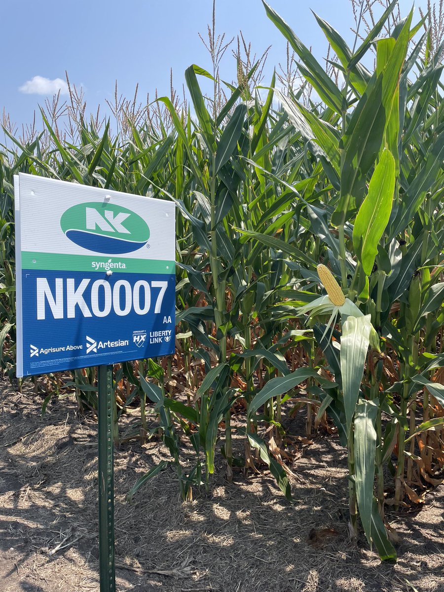 NKSD_SouthernMN's tweet image. Being a yield leading 100 day product, NK0007-AA is looking great under severe drought stress thanks to its Artesian technology🌽

Who knows what the Artesian technology does? 

@NKSeeds #PlacedtoPerform