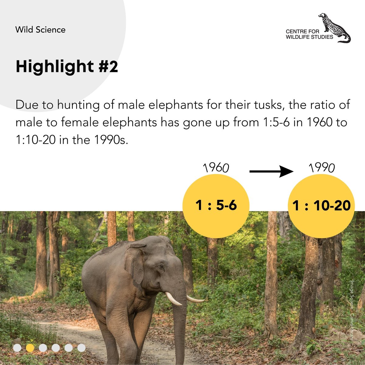 cwsindia's tweet photo. Check our latest #WildScience blog at https://t.co/vYrRoqcwI0 to know the remarkable connection between science and conservation, as researchers aim towards safeguarding #asianelephants for generations to come.
#Nagarahole #Bandipur #scienceblog https://t.co/dYDrOLghxL