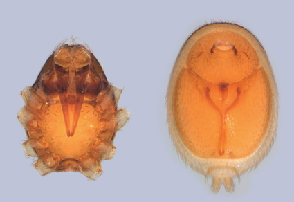 Zootaxa's tweet photo. Monograph  Meeting the southern brothers: a revision of the Neotropical spider genus Hexapopha Platnick, Berniker &amp; Víquez, 2014 (#Araneae, Oonopidae)
https://t.co/v8aCL6AmBd
#taxonomy https://t.co/ceGtjuZtmB