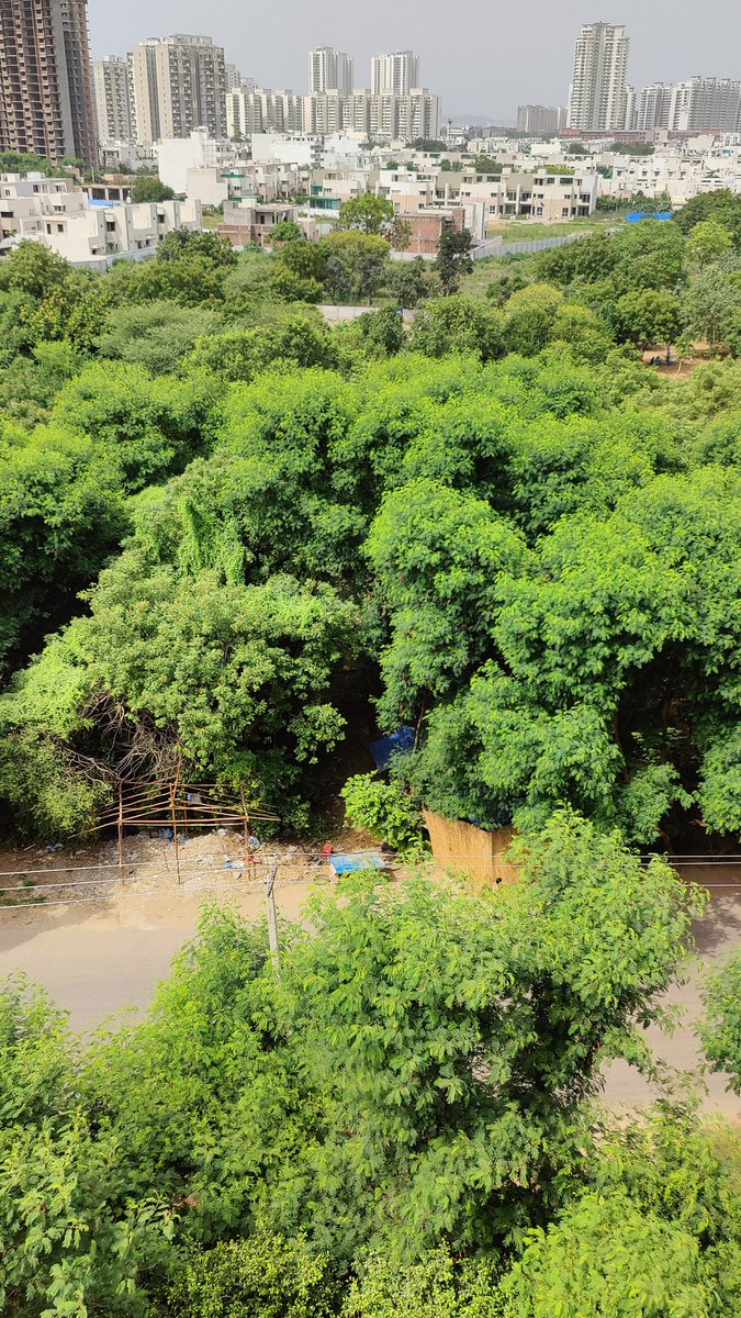 MannaPinki's tweet photo. Illegal encroachments in New Gurugram Sector 83. They're becoming a health hazard with throwing all the garbage in the green area like throwing diapers, defaecating in open etc. There's severe water logging here too leading to risk of Dengue, Chikungunya etc. Please help removing https://t.co/BhGkCYzokF