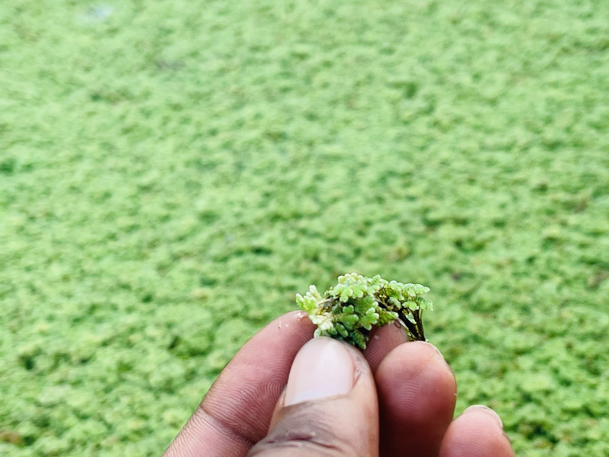 #KilimoTips IFAHAMU AZOLLA. Azolla ni aina ya “bleu green algae” ambayo ...