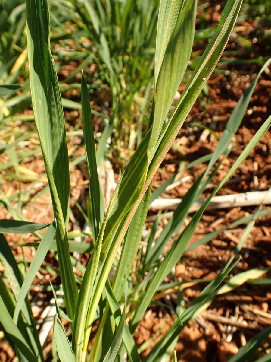 Russian wheat aphid🪲 is back in northern NSW after 4 years. Monitor paddocks🧐 for signs of RWA, such as leaf rolling along the margins, with white-yellowish-purplish strips. For management info grdc.com.au/resources-and-… @NSWDPI_AGRONOMY @theGRDC @GRDCNorth @cesaraustralia