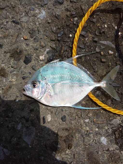 なんだろうな。イトヒキにしては短い気がする 