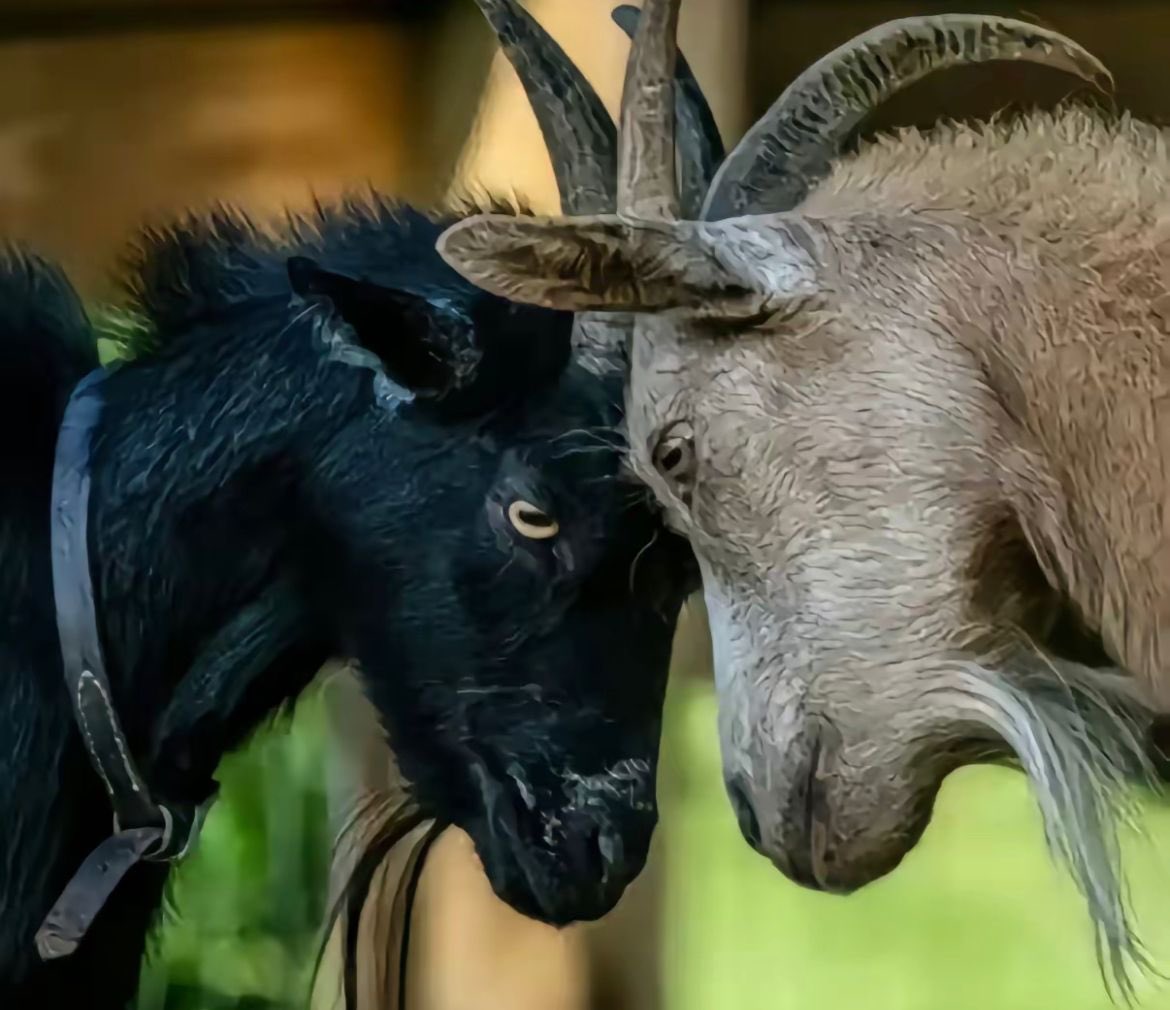 KaosStrike's tweet photo. Yo viendo a mi alter ego en el espejo 🐐 https://t.co/iIyNgFoFJN