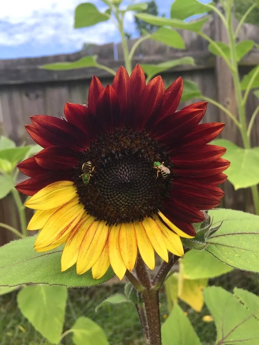 Bio_comunidad's tweet photo. _
EL SECRETO DE LOS GIRASOLES.

Los girasoles jóvenes se mueven hacia el Sol, siguiendo al astro en su ruta de este a oeste, como agujas de un reloj.

Cuando se oculta el sol, los girasoles vuelven a rotar hacia el Este, para esperar los rayos del sol del día siguiente.

Esta rotación se conoce como heliotropismo, y gracias a esta rotación, el girasol puede desarrollarse de manera óptima.

¿Y cómo giran al ras del sol? Cuando las plantas siguen el sol, el lado este del tallo crece más rápido que el lado oeste.

Por la noche, el lado oeste crece más rápido a medida que el tallo giraba hacia el otro lado, ósea tienen dos mecanismos de crecimiento en el tallo del girasol.

Cuando llegan a su madurez dejan de girar y se quedan mirando hacia el este indefinidamente hasta que mueren.

Esto asegura que se calienten más por las mañanas. Especialmente su flor. ¿Y para que les sirve? Para que sean polinizados más fácilmente.

Las abejas y otros insectos prefieren las plantas más calientes. Su visión e infrarrojo detecta más fácilmente las plantas que despiden más calor.

De esta manera los girasoles que miran hacia el este son más "atractivos" para los insectos que los que miran hacia el oeste.

DOI: 10.1126/science.aaf9793

No olvides seguirnos  ❤️