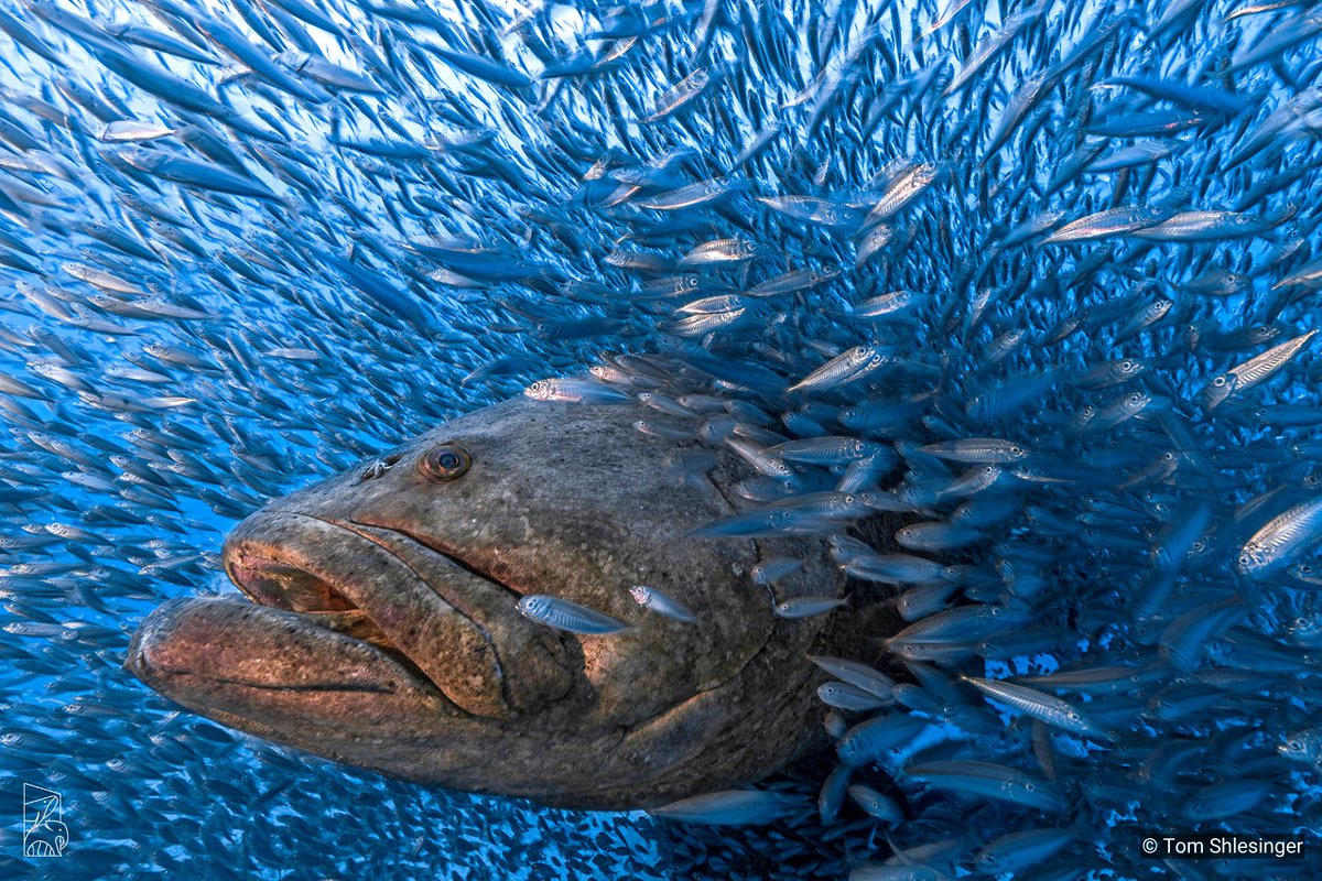 Nature inFocus (@naturein_focus) on Twitter photo 🟦🏆Special Mention—Animal Portraits🏆🟦
Tom Shlesinger
Atlantic Goliath #Groupers are massive #fish that can grow to 2.5m long. During one of his dives, the #photographer found them surrounded by schools of Bigeye Scads.
🔶natureinfocus.in/festival/award…🔶
#NiFAwards2023 <a href="/LinenClub/">Linen Club</a> 🟦🏆Special Mention—Animal Portraits🏆🟦
Tom Shlesinger
Atlantic Goliath #Groupers are massive #fish that can grow to 2.5m long. During one of his dives, the #photographer found them surrounded by schools of Bigeye Scads.
🔶natureinfocus.in/festival/award…🔶
#NiFAwards2023 <a href="/LinenClub/">Linen Club</a>
