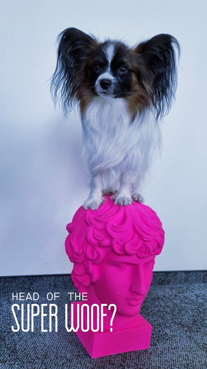superhow_com's tweet photo. It has been a while since we had #officedogs on our feed 🧐
Time to change that 🐶
#superhow #gm #FridayFeeling https://t.co/d6zOTgoRhf
