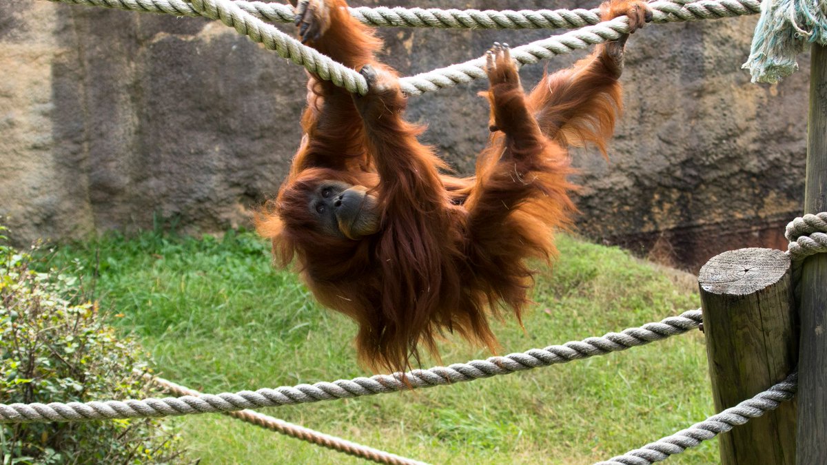 TheAnimalFacts1's tweet photo. Our thoughts are with the team at @ZooATL who said goodbye to Sumatran orangutan Biji, aged 52 this week.

More here - https://t.co/jC82WRdpm5

📸 Zoo Atlanta

#zooatlanta #zoo #zoonews #orangutan #sumatranorangutan #farewell https://t.co/ER0srfyBIm