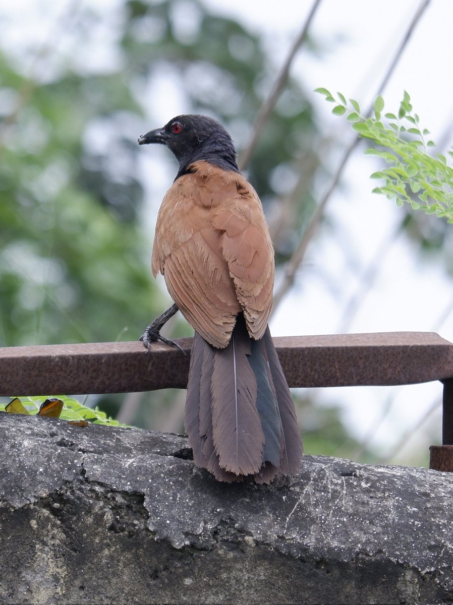 Greater Coucal
#indiaves #ThePhotoHour #BBCWildlifePOTD @NatGeoIndia @BBCEarth #birds  #birdsofindia #wildlife #birding  #birder #birding