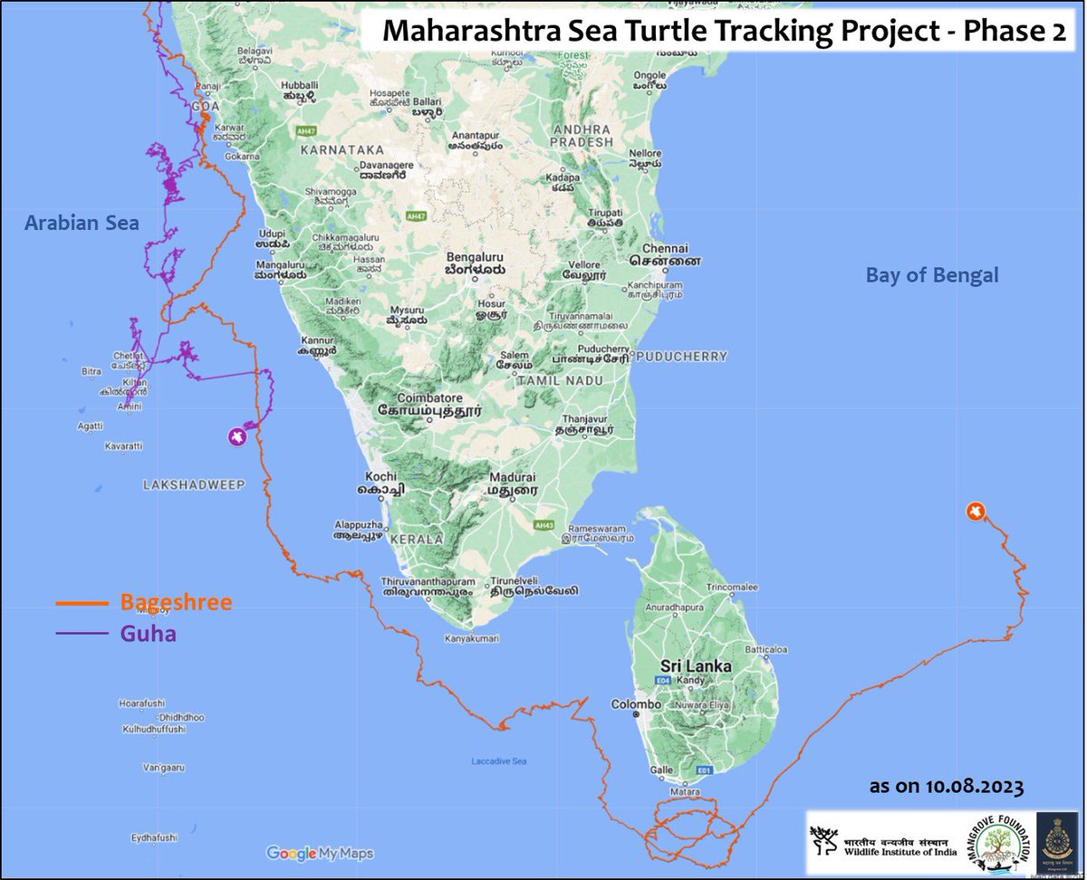 MangroveForest's tweet photo. SEA TURTLE TAGGING PROGRAMME PHASE II UPDATE
Bageshree has lowered it's gear &amp; slowed down and is gradually heading North moving further into the Bay of Bengal.
Guha on the other hand continues to remain in the waters off the northern Kerala coast @anitapatil_ifs @sureshwii https://t.co/fkVK3mV1t2