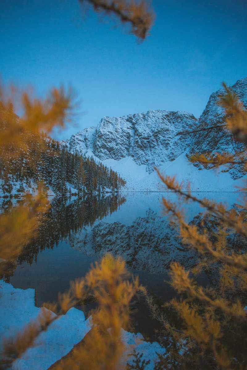 Blue hour among the larches
