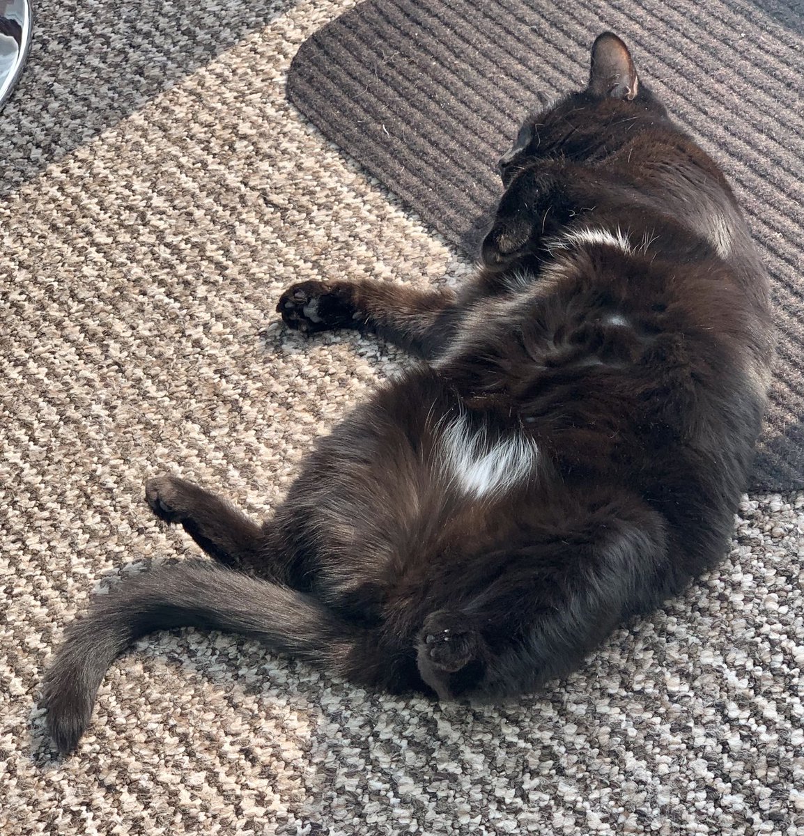PickleAndNancy's tweet photo. Pickle sends her love this #jellybellyfriday - enjoy your day furiends 🤍🐈‍⬛💕 https://t.co/IvAovLk0cf