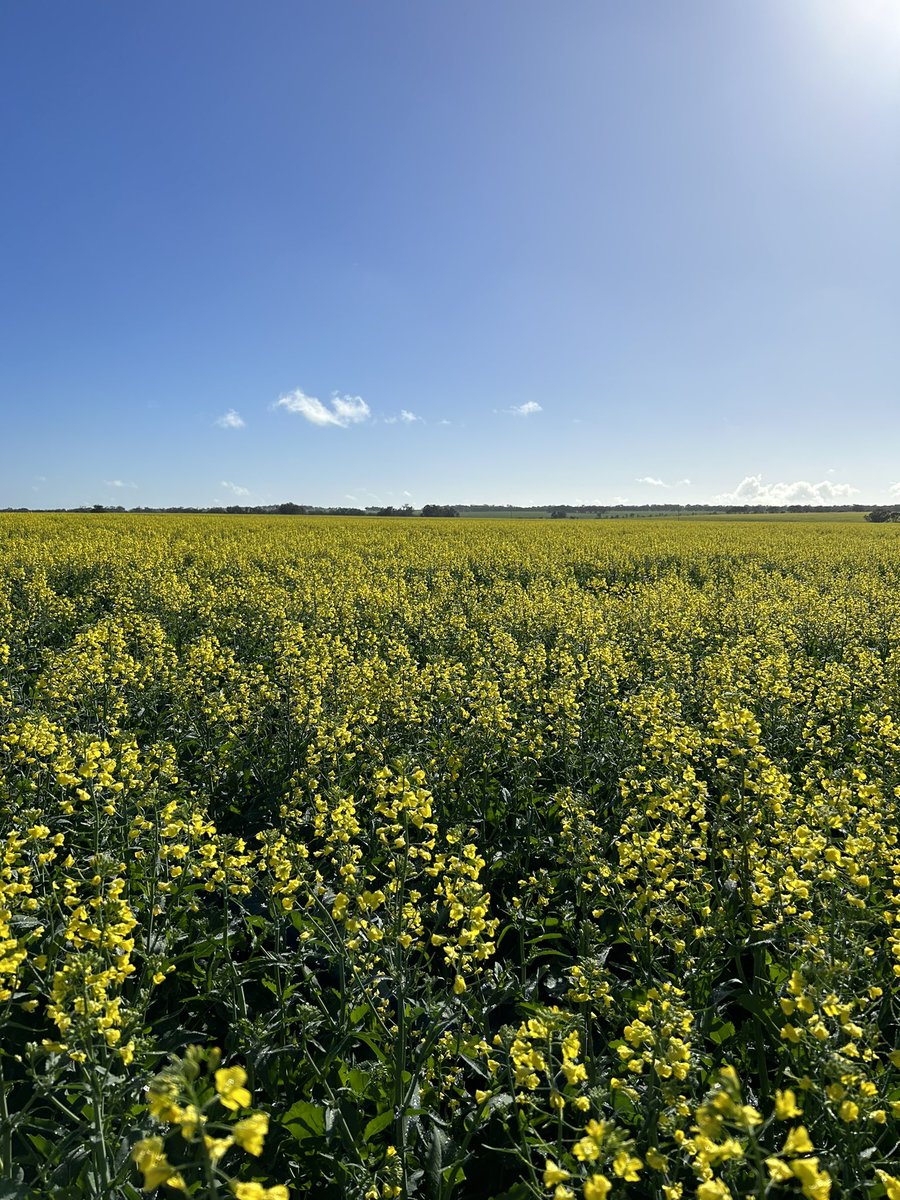 InVigor LR 4540P, Toodyay WA.
@BASF_Agro_Au first TruFlex + Liberty + Podguard variety available in 2024.
Triple trait flexibility 
#TruFlex #Podguard #Liberylink