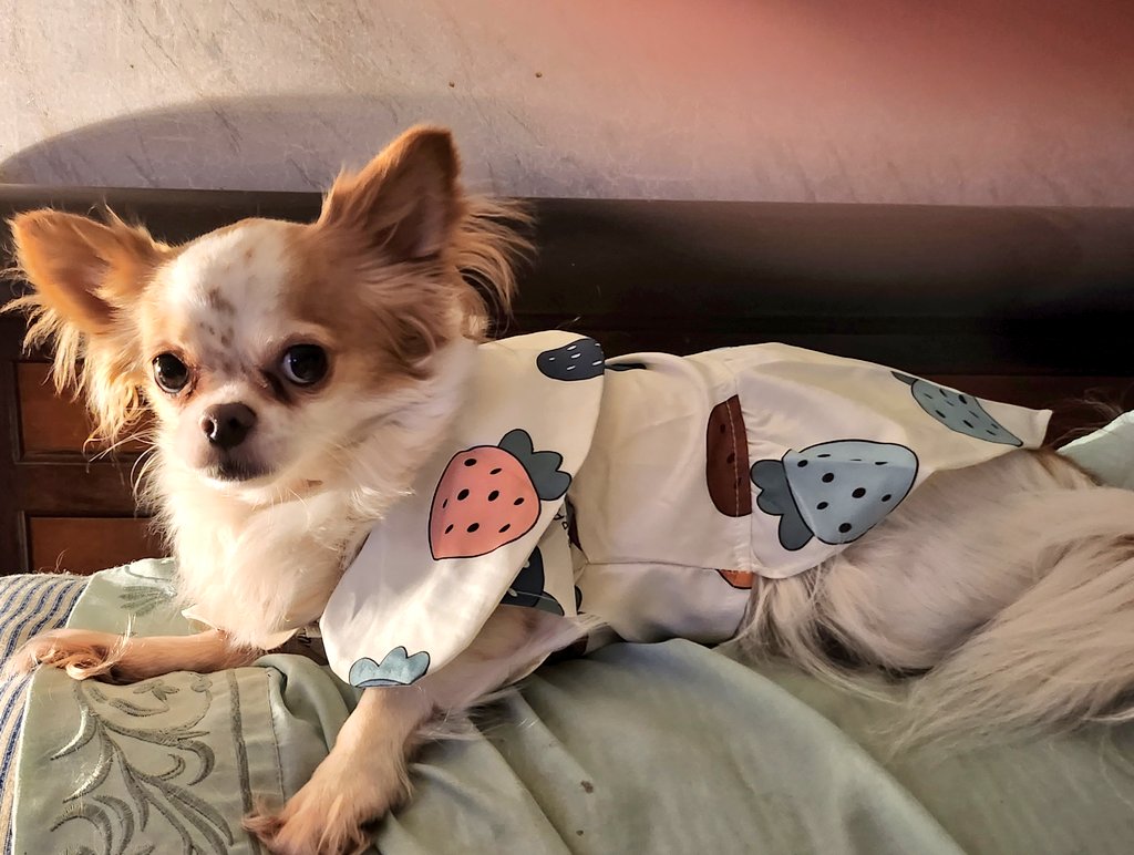 Drew54389746's tweet photo. Do you like my new summer dress?  It's loose, so I can fight zombies just fine. RAAAAA! #ZSHQ #DOGSOFTWITTER https://t.co/TAERGv6rNy