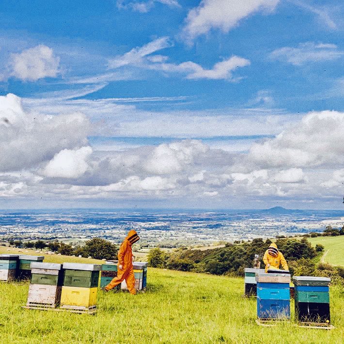 ⁦The London Honey Co pass on their beekeeping skills. Interested in learning the craft? London Honey Co instruct as part of the 3 year Bee Farmers Apprenticeship scheme ⁦@LondonHoneyCo⁩ ⁦@BeeFarmersAssoc⁩ @B_J_Sherriff⁩ #bees #honey #livebees