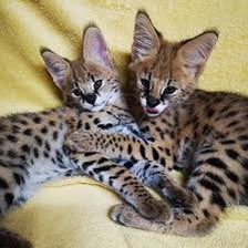 ΞDGAR 📸 tweet media