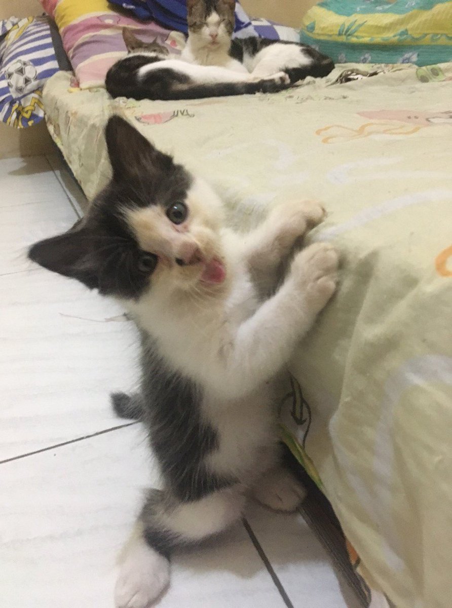HytnNbl's tweet photo. @kochengfs Ini si gemoyy ❤️ tolong jangan salfok sama kasur berantakan dan yang lagi tidur di belakang 😍😍 https://t.co/kUYVvNuLd2