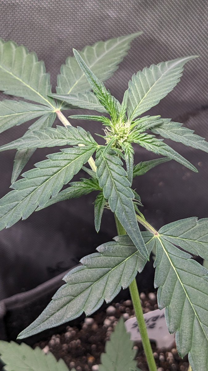 nova2cotton's tweet photo. 4K images of my Day 40 Autoflower run of @Fast_Buds Gorilla Cookies and Strawberry Pie! Gorilla starting to frost up!
Keep on growing!!!
#AutoFlower #LivingSoil #GaiaGreenOrganics #growmies #CannabisCommunity #growyourown #uproot #cannaland #spiderfarmer #sf2000 #powersi #acinfinity #fastbud #CannabisMedicinal #CannaLand #CannabisCultivation #420community #WeedLovers #Mmemberville #SeedTester #RawGenetics #growyourown #Marijuana #smokeweedeveryday #organic
