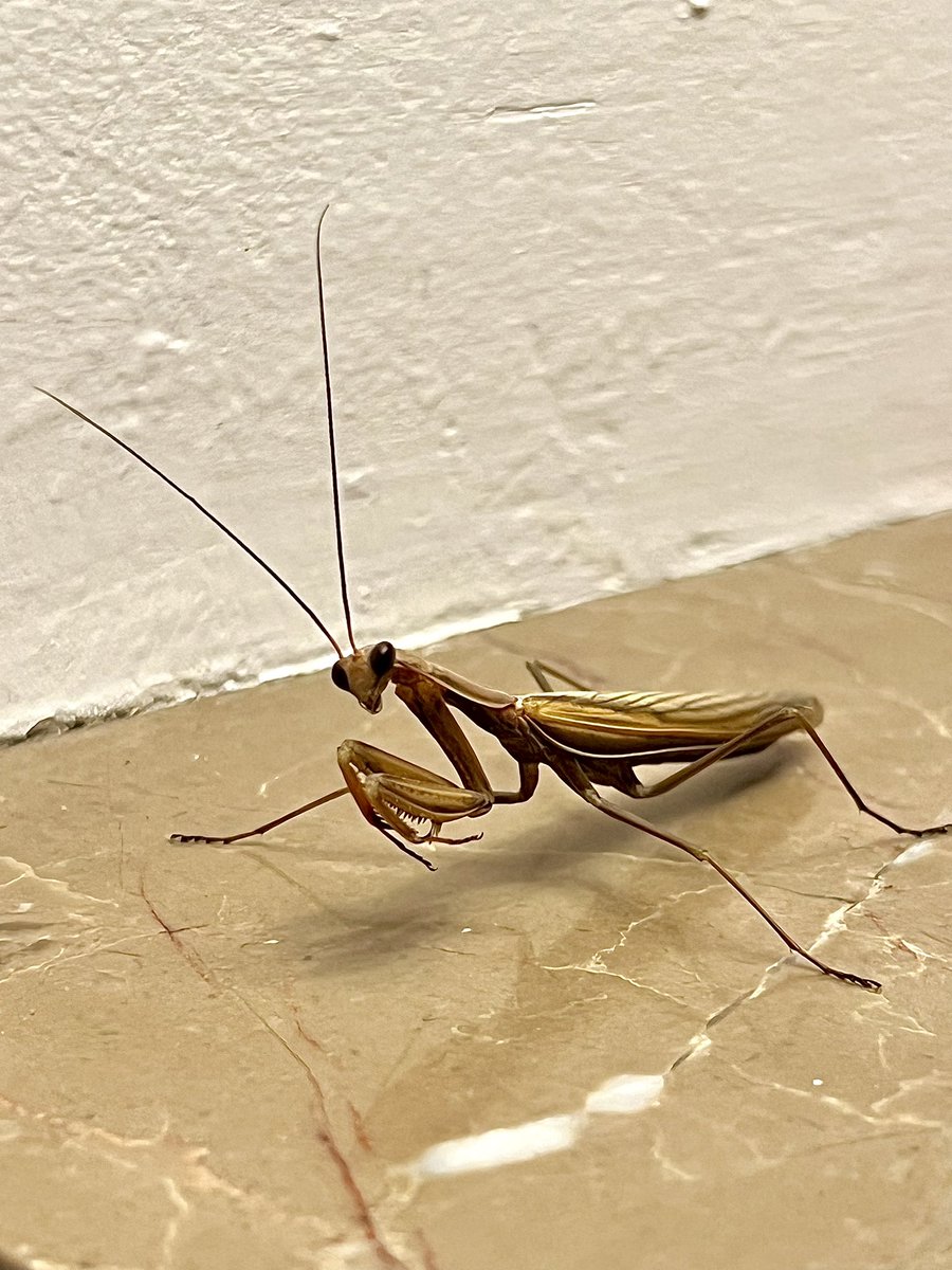 Not exactly what I was expecting to fly in through the window last night! 😆What a creature! 😍 #PrayingMantis #France 🇫🇷