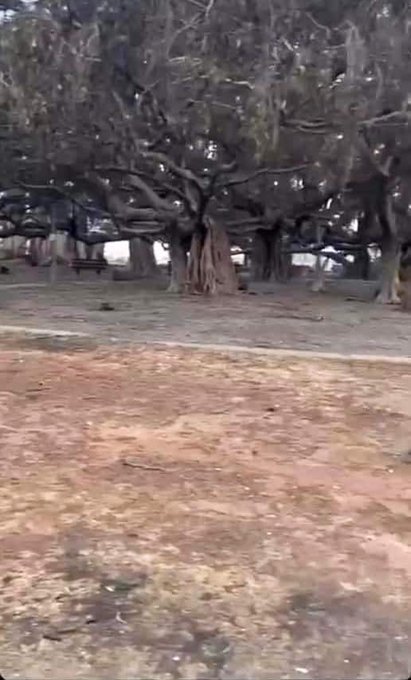 Banyan Tree burnt but not dead. It will prove as a symbol of strength for the community. With some love<a href="/tag/mauistrong"class="tags"><span>#mauistrong</span></a><a href="/tag/banyantree"class="tags"><span>#banyantree</span></a>