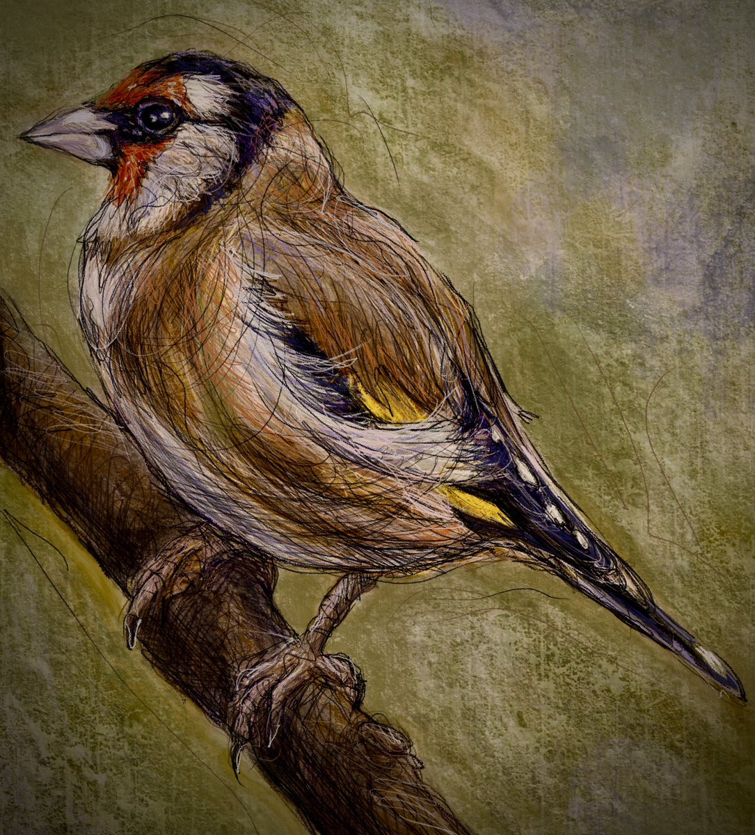NadiaVanDessel's tweet image. Goodmorning y’all!🪶#putter #goldfinch #bird #birdsontwitter #birdart #drawing #digitalart