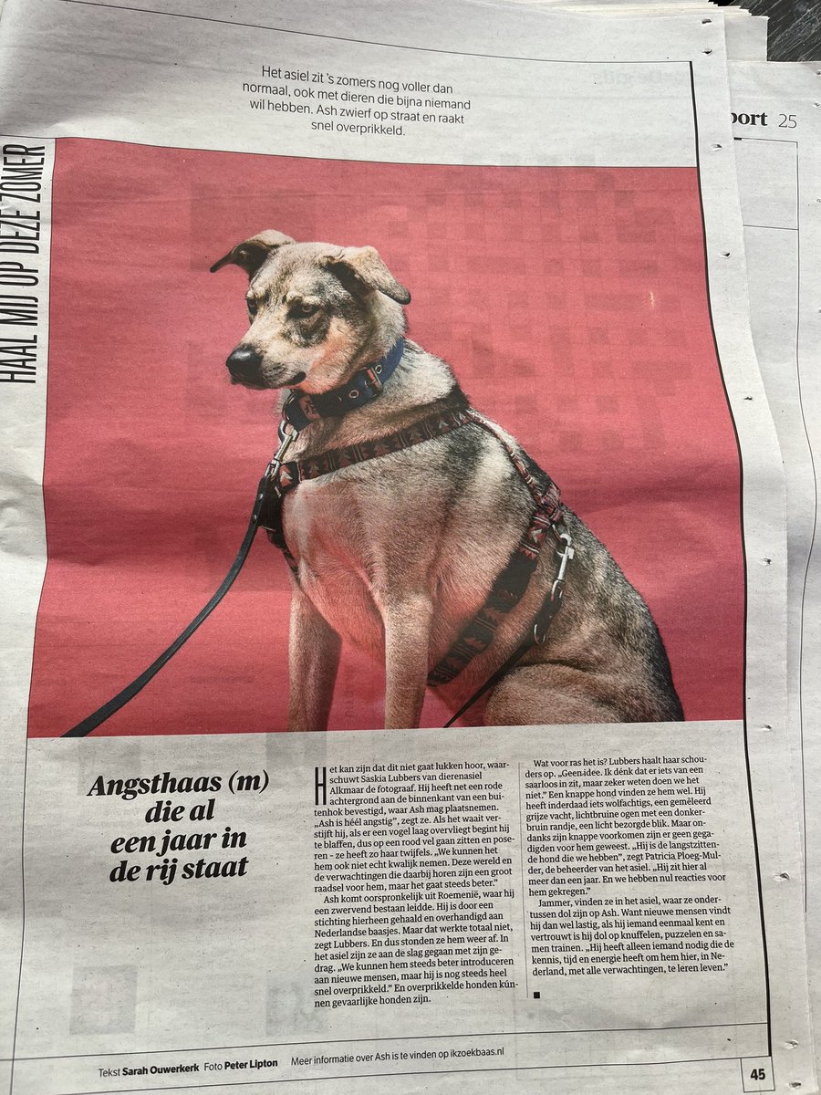 He verdraaid toch, zó sneu. Al een jaar in het asiel.