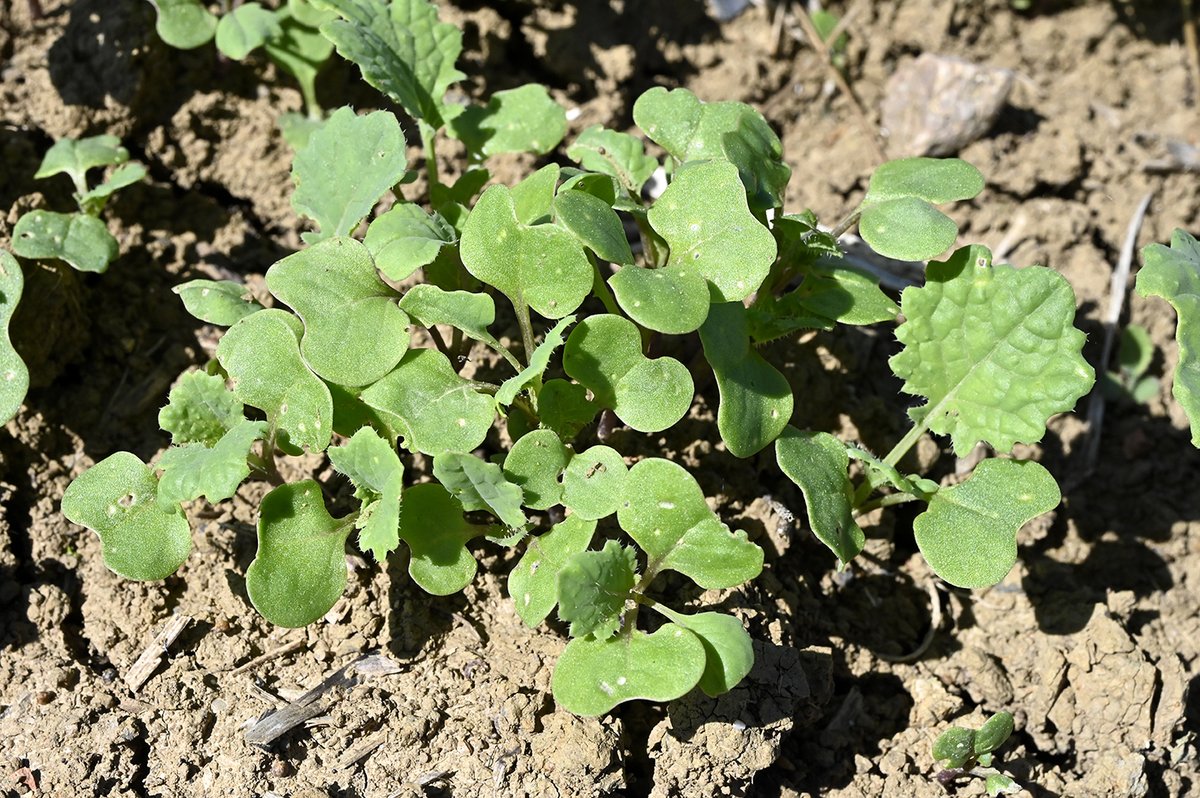 Les petites altises sont présentes dans les repousses de #colza. Le retournement des repousses déplace les populations vers les jeunes colzas.  Éviter de détruire ces repousses si de jeunes colzas sont en cours de levée à proximité. 
terresinovia.fr/-/surveillance…
Photos 10/08/2023
