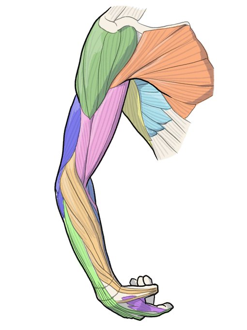 「伊豆の美術解剖学者@kato_anatomy」 illustration images(Latest)｜4pages