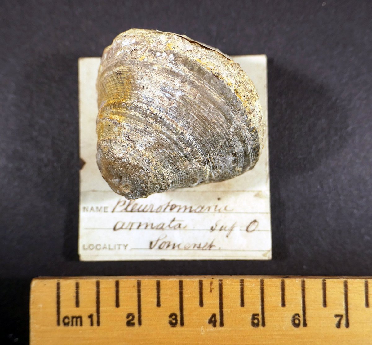 AnnieBrassey's tweet photo. F324 #fossil #snail, Pleurotomaria armata, Inferior #Oolite, #Somerset. No.391 in my 1878 Normanhurst Court, #Sussex #museum catalogue. Bryce McMurdo Wright (1850-1895) style label on card. #Brassey #Victorian #History #1870s #collections #FossilFriday #fossils #gastropod #snails https://t.co/9NSlvJhRL5