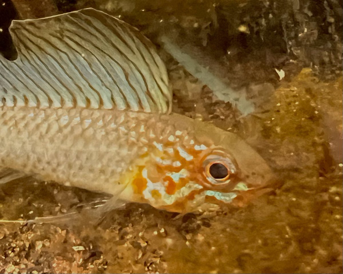 昨日に引き続きリネアタ。繁殖を狙ってる方のペア。狙いはこの白い部分の面積が多いこのタイプ。朱色になるタイプですね🤩
AP.リネアタ

aquarium.blogmura.com/apistogramma/r…

#毎日アピスト #キンメの毎日　#アピスト
#水草 #熱帯魚