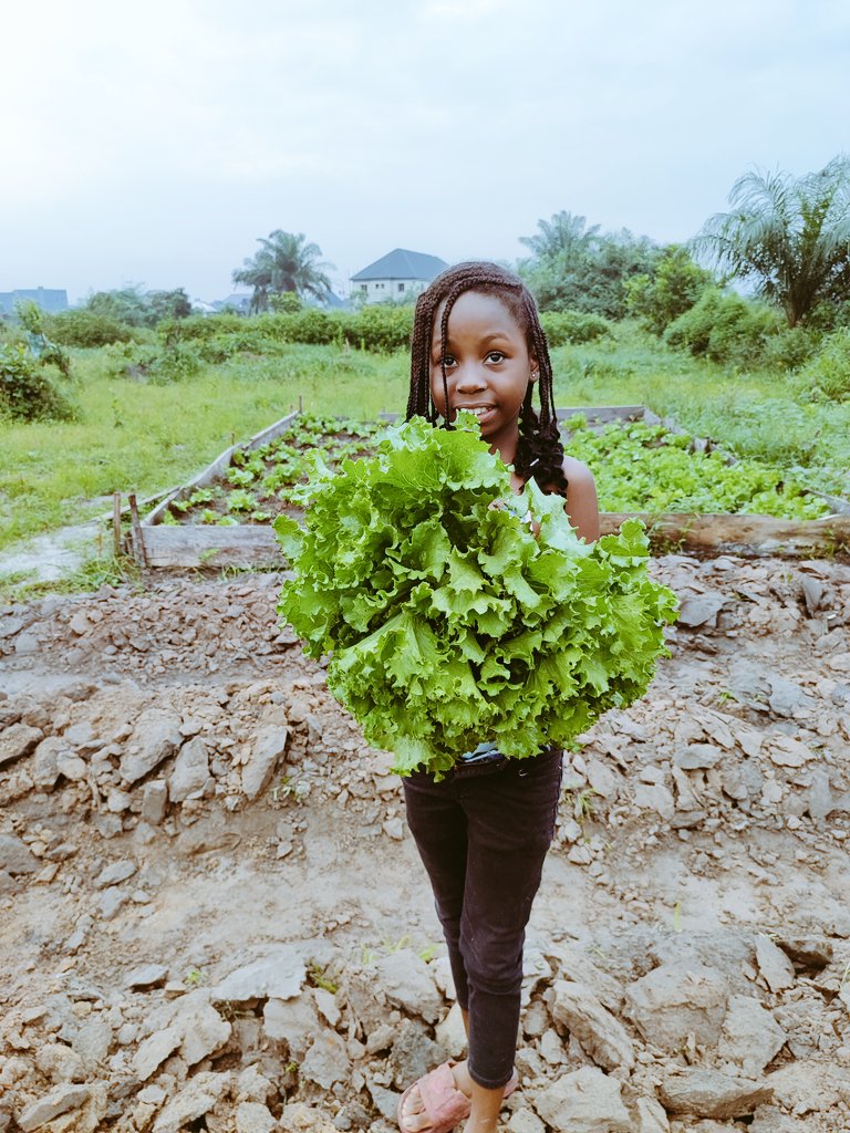 Port Harcourt Urban Farmer! tweet media