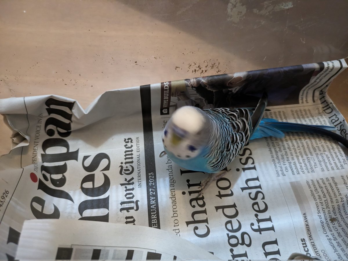 ihsarata's tweet photo. 迷子のインコ保護してます。鳥のこと全く分からないのでインコじゃないのかもしれません。あまり人に驚かないし高くも飛べないので飼い鳥だと思います。@愛知県一宮市
 #インコ  #迷い鳥  #水色の鳥  #迷子  #拡散希望 https://t.co/zHFSezgDcY