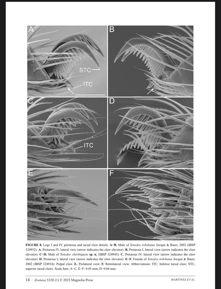 BiologoLeonelM's tweet photo. I’m very happy to share our most recent paper about Colombian Zodariids! In this paper a second species group in the genus Tenedos is proposed. The species of this group are distinguished by the modified setae on retrolateral side of the cymbium. https://t.co/EyVPc8XWpG