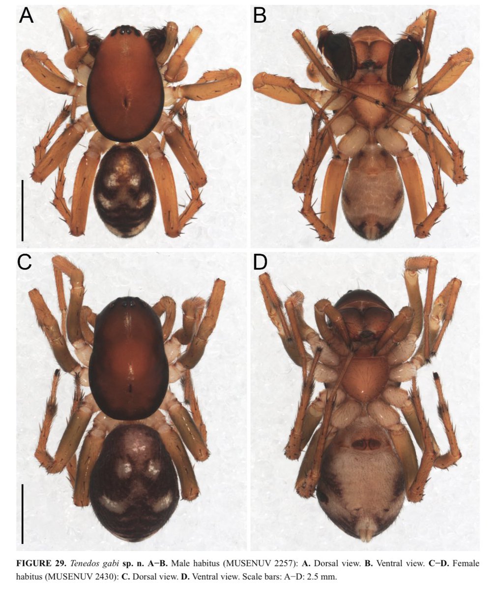 I’m very happy to share our most recent paper about Colombian Zodariids! In this paper a second species group in the genus Tenedos is proposed. The species of this group are distinguished by the modified setae on retrolateral side of the cymbium.