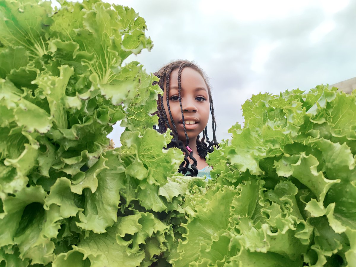 Port Harcourt Urban Farmer! tweet media