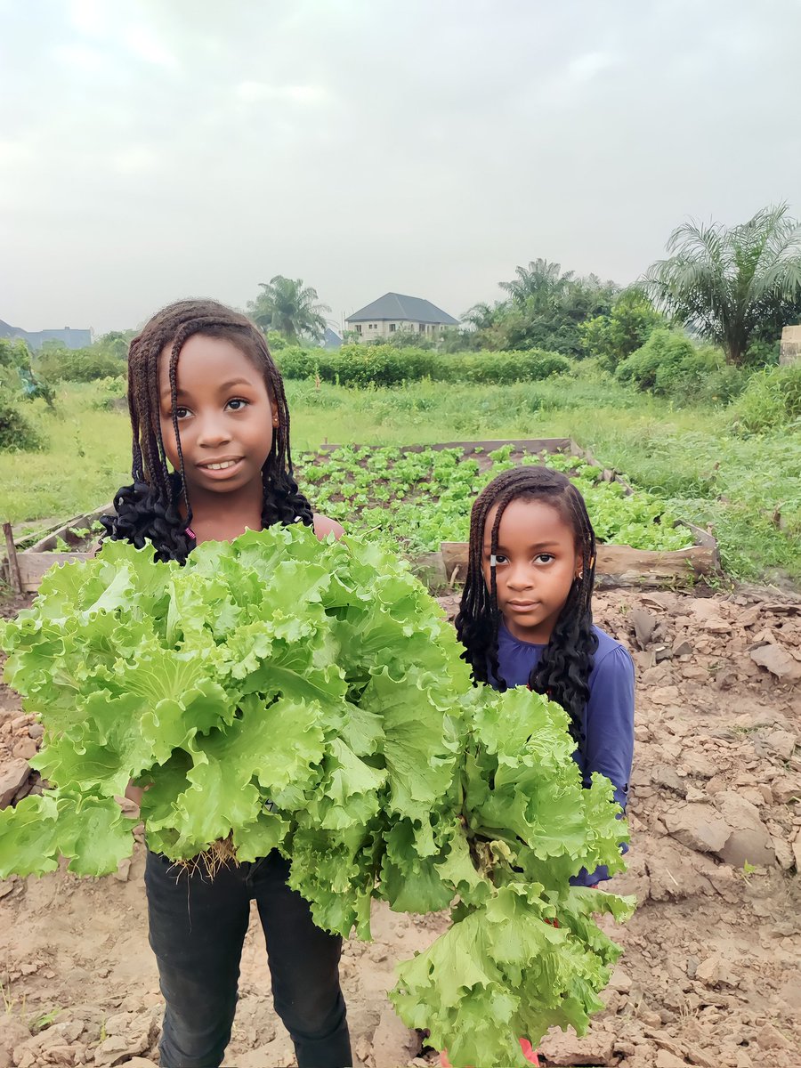 Port Harcourt Urban Farmer! tweet media