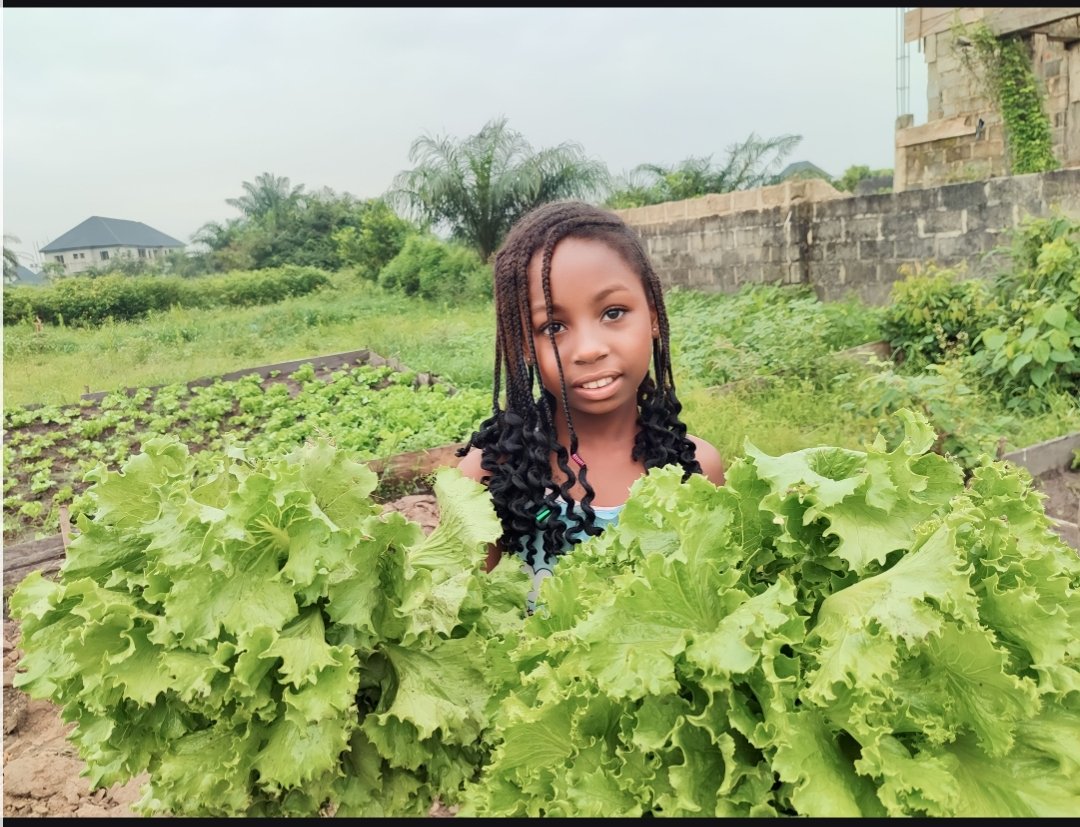 Port Harcourt Urban Farmer! tweet media