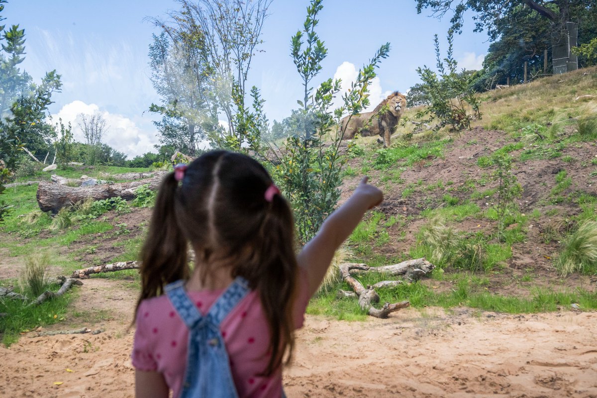 WestMidSafari's tweet photo. Our Roar &amp; Explore event is here until the 31st August! 🦁

Don't miss out on some ROARING fun! 😎🧡

🔍Interactive trails
🤩 Amazing prizes to be won
🐾Earn a lion fact sticker at the Conservation Station

#RoarAndExplore #WMSP https://t.co/0PJeytJoru