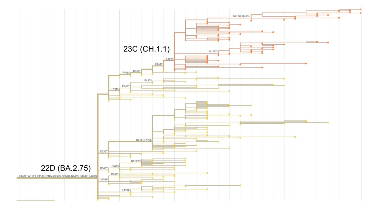 nextstrain's tweet photo. Additionally, we've updated Nextclade datasets to appropriately call clade 23C, 23D, 23E and 23F viruses at https://t.co/B8jU0VluU3.
If you use #Nextclade in the browser, make sure to reload the tab from time to time so that you get the most recent datasets.
8/9 https://t.co/tNrdOFGKv1