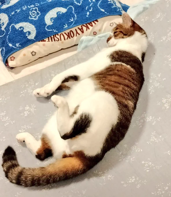 #ねこ盆踊り大会