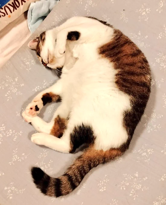 #ねこ盆踊り大会