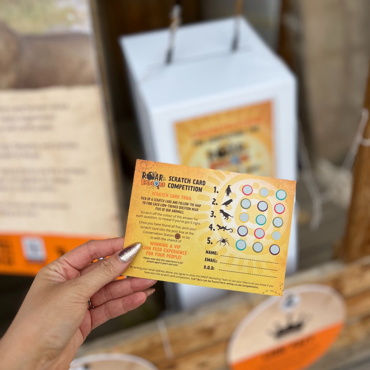 WestMidSafari's tweet photo. Our Roar &amp; Explore event is here until the 31st August! 🦁

Don't miss out on some ROARING fun! 😎🧡

🔍Interactive trails
🤩 Amazing prizes to be won
🐾Earn a lion fact sticker at the Conservation Station

#RoarAndExplore #WMSP https://t.co/0PJeytJoru