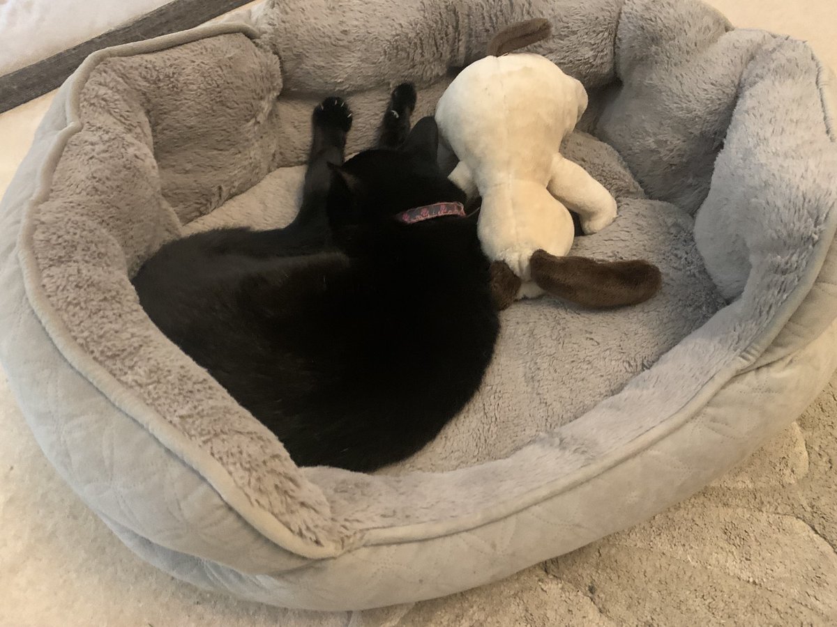 Pepcat451's tweet photo. Not only have I requisitioned the dog’s bed, I’ve also taken a hostage #catsrule #catsanddogs https://t.co/jSX0mczluR