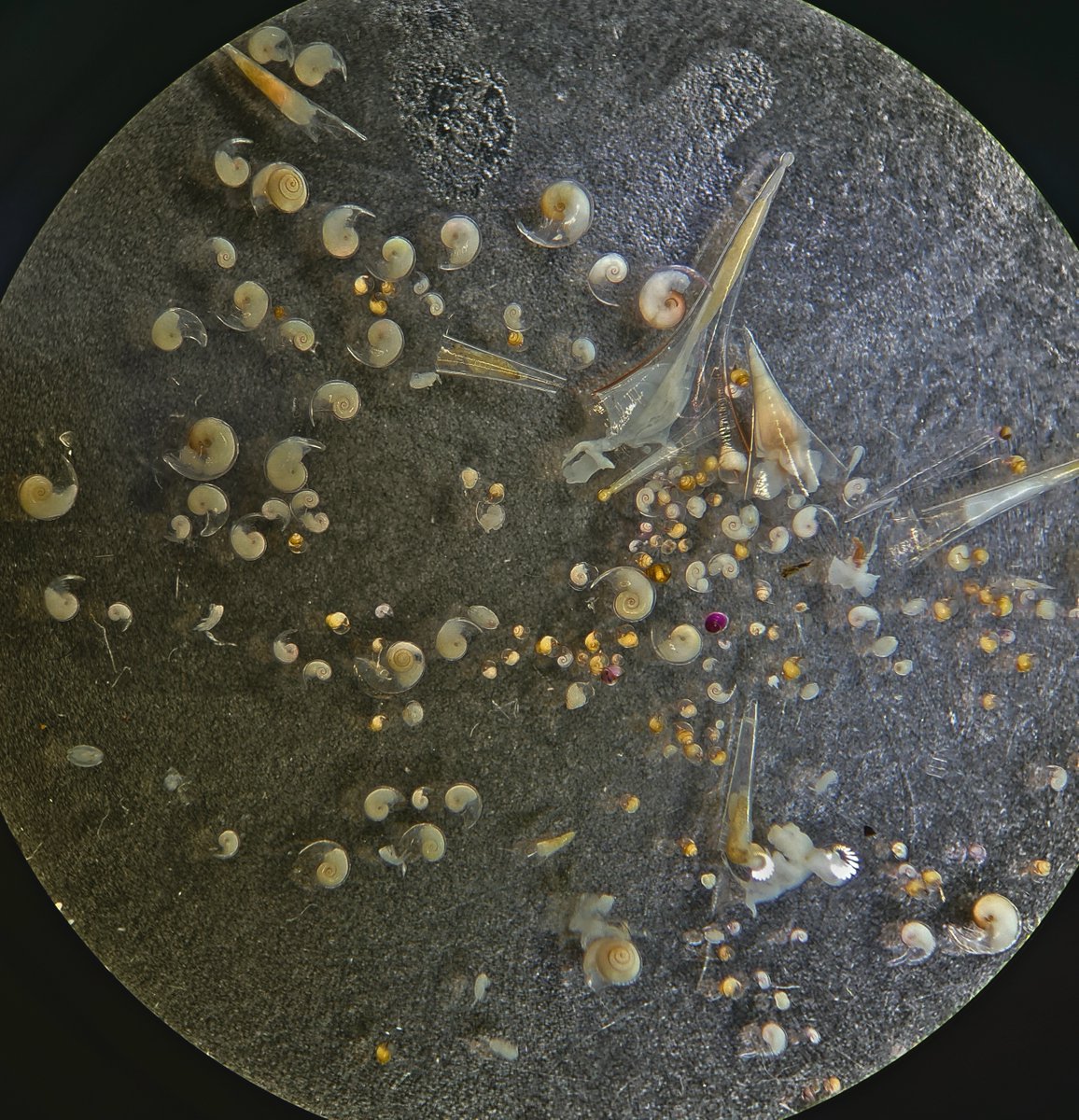 Robin van Dijk tweet media